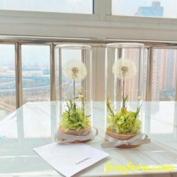 Wholesale preserved flower eternal dandelion forever flower glass box preserved dandelion flower for Valentine's Day gift