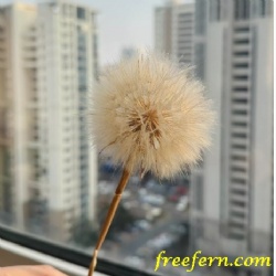 Preserved Dandelion Flower Head high-quality dandelions 4-5cm, 9-10cm