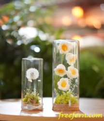 Wholesale preserved flower eternal dandelion forever flower glass box preserved dandelion flower for Valentine's Day gift by ZoeFlora