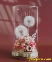 Wholesale preserved dandelion flower eternal dandelion forever flower glass box preserved dandelion flower for Valentine's Day gift by ZoeFlora