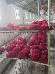 Preserved Hydrangeas Workshop