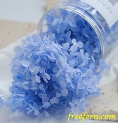 Preserved hydrangea dried flowers hydrangea flowers preserved hydrangea flowers DIY Material Immortal Preserved Fresh Anna hydrangea Flower the Colorful Forever Lasting hydrangea With/without branches Freefern.com Zoeflora