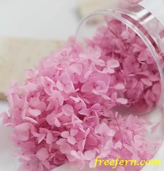 Preserved hydrangea dried flowers hydrangea flowers preserved hydrangea flowers DIY Material Immortal Preserved Fresh Anna hydrangea Flower the Colorful Forever Lasting hydrangea With/without branches Freefern.com Zoeflora